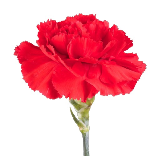 CARNATION RED - Malala Flowers